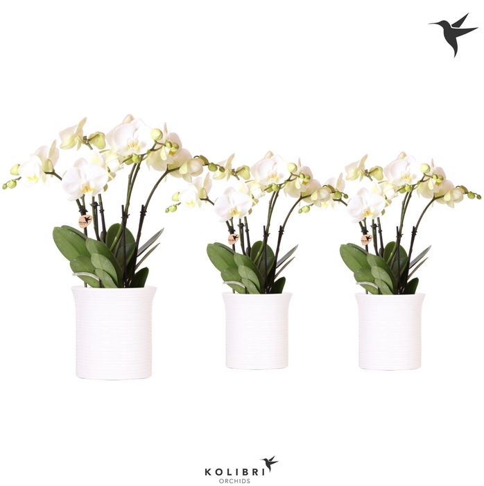 <h4>Kolibri Orchids Phalaenopsis ghent 4spike in Furrow white</h4>