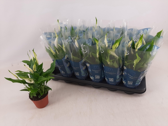 <h4>SPATH CHOPIN</h4>