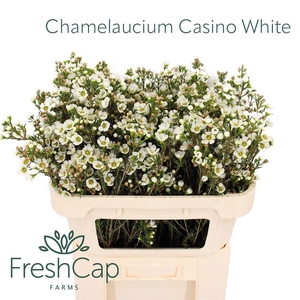 CHAME UN CASIN WHITE
