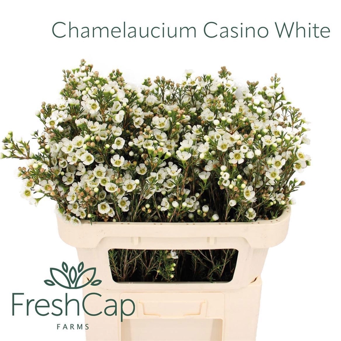 <h4>CHAME UN CASIN WHITE</h4>
