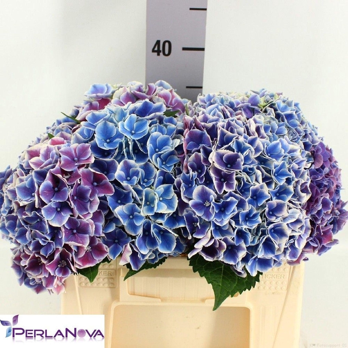 <h4>HYDRANGEA  'MY BEAU RIO BLUE'</h4>