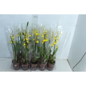 ONCIDIUM ALOHA P12