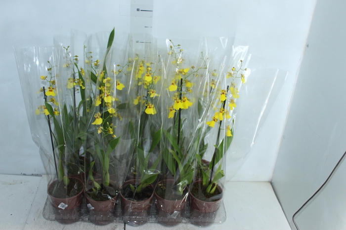 <h4>ONCIDIUM ALOHA P12</h4>