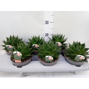 Aloe aristata 'Cosmo'