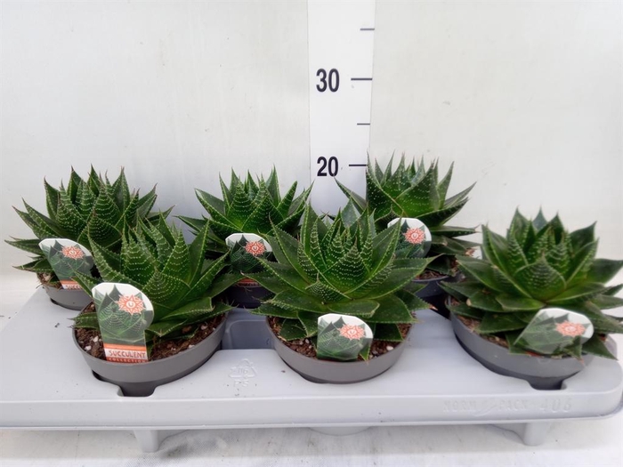 <h4>Aloe aristata 'Cosmo'</h4>