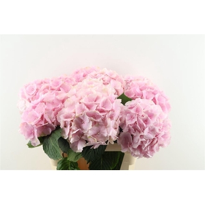 Hydr M Verena Pink 65-22