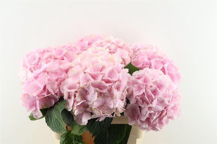 <h4>Hydr M Verena Pink 65-22</h4>