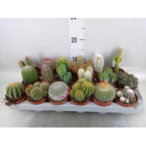Cactus   ...mix