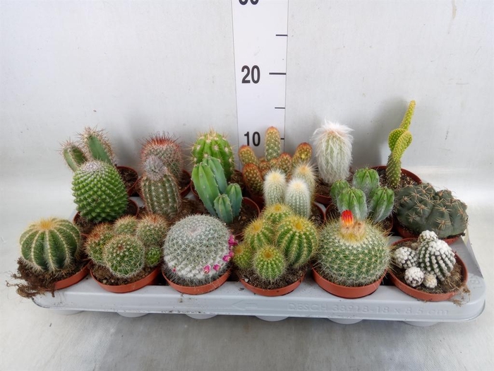 <h4>Cactus   ...mix</h4>