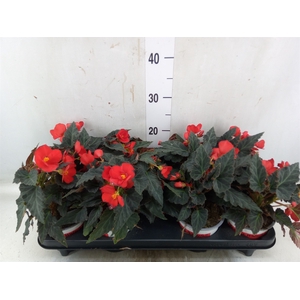 Begonia boliv. 'Beauvilia Red'