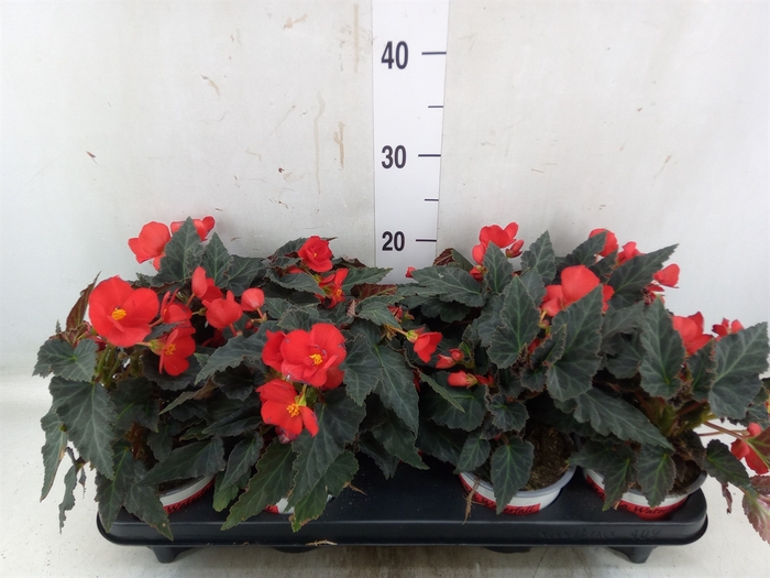 <h4>Begonia boliv. 'Beauvilia Red'</h4>