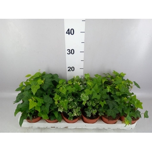 Hedera   ...mix