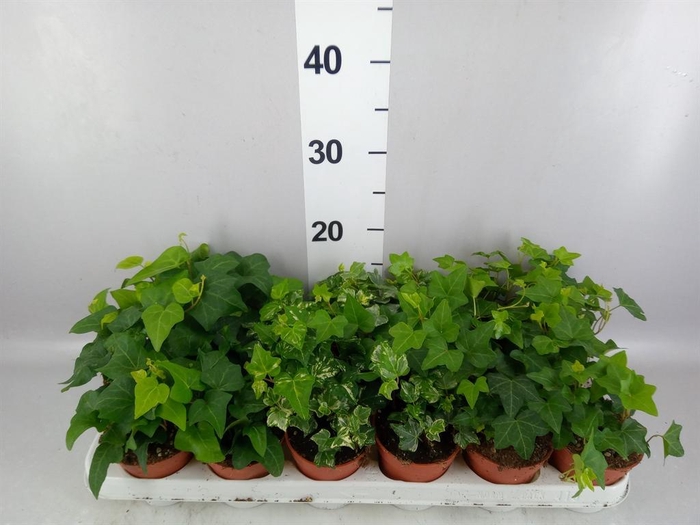 <h4>Hedera   ...mix</h4>