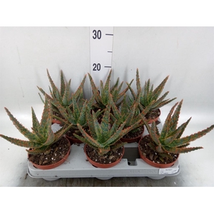 Aloe   ...