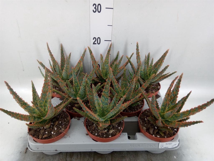 <h4>Aloe   ...</h4>
