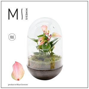Mimesis Anthurium KARMA Hotlips - Terrarium egg