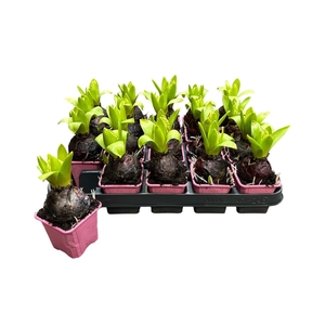 HYACIN PINK PEARL P7