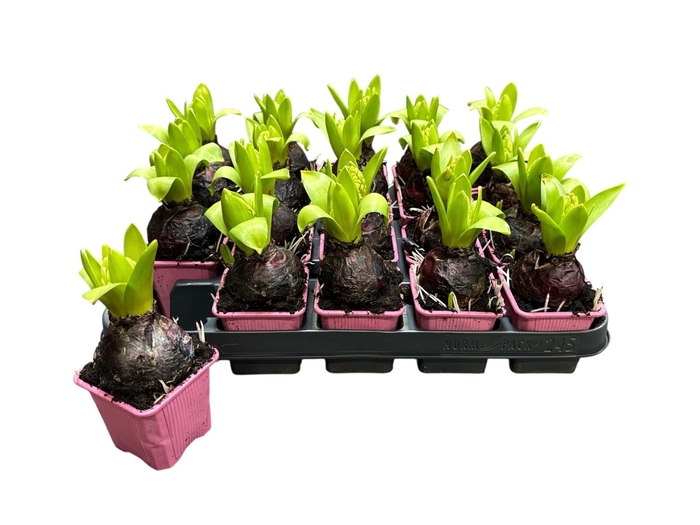 <h4>HYACIN PINK PEARL</h4>