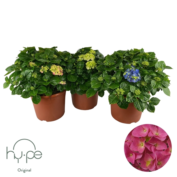 <h4>Hydrangea Mophead Mix 15+ | Hy-pe Original</h4>