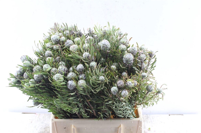 <h4>Kaaps Leucad Galpinii</h4>