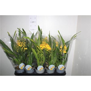 Oncidium Ov