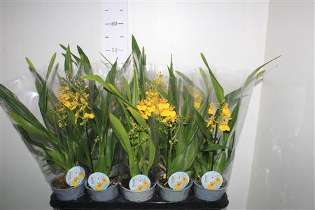 <h4>Oncidium Ov</h4>