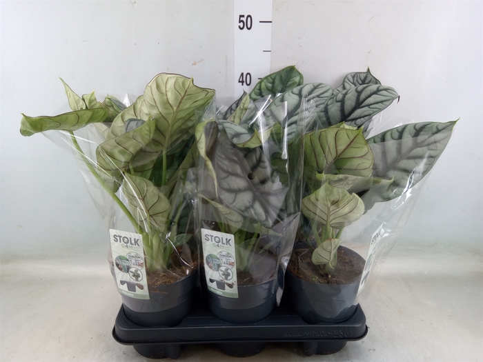 <h4>Alocasia  'Dragon Scale'</h4>