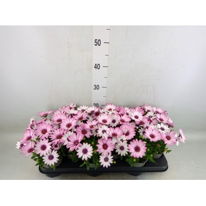 Osteospermum  'Margarita Pink Flar'