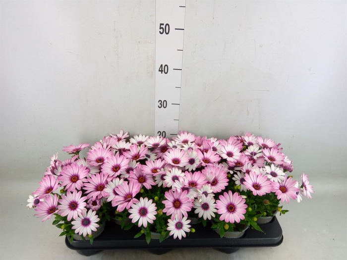 <h4>Osteospermum  'Margarita Pink Flar'</h4>