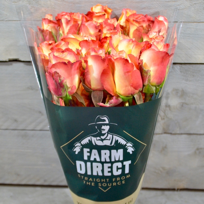 <h4>R GR ENCANTO</h4>