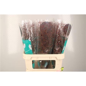 Talinum Pan Long John