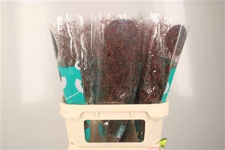 <h4>Talinum Pan Long John</h4>