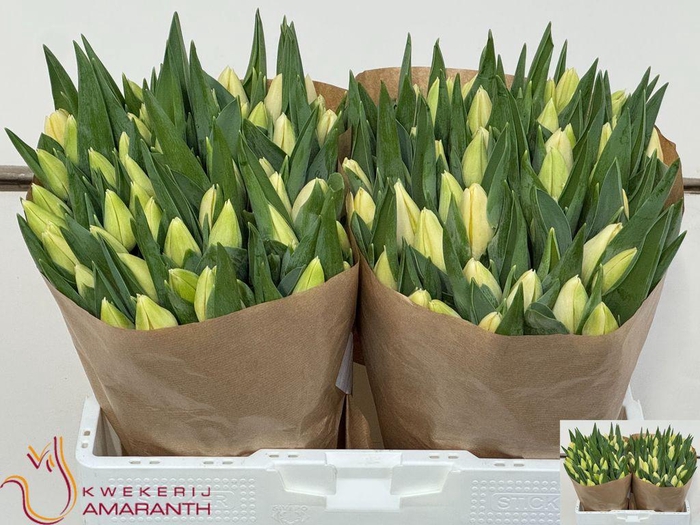 <h4>Tulipa si creme brulee</h4>