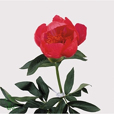 Paeonia flame