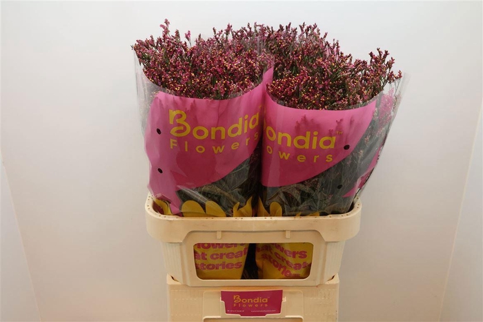 <h4>LIM SIN SCARLET DIA</h4>