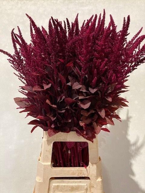 <h4>Amaranthus Cr Velvet</h4>
