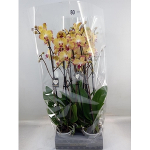 Phalaenopsis   ...yellow