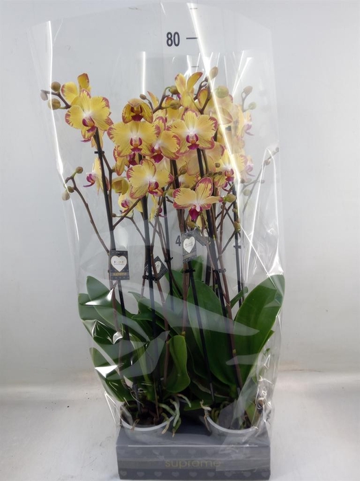 <h4>Phalaenopsis   ...yellow</h4>