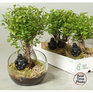 BONSAI GEM