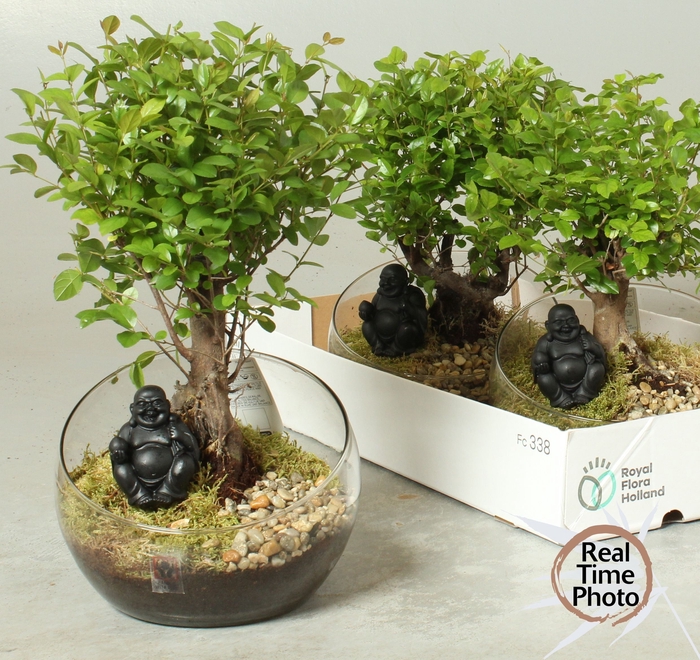 <h4>BONSAI GEM</h4>