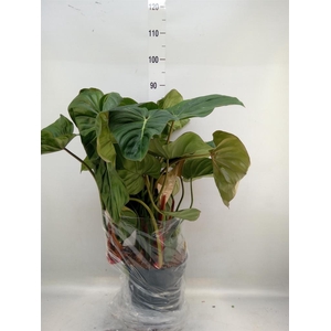 Philodendron   ...