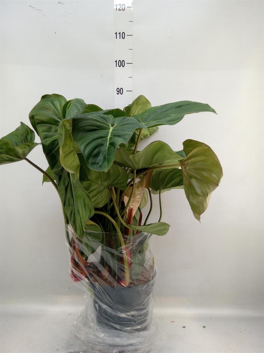 <h4>Philodendron   ...</h4>
