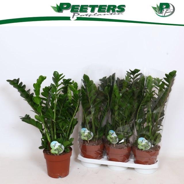 <h4>ZAMIO MIDORI</h4>