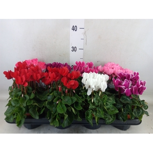 Cyclamen KL   ...patio