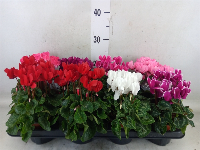 <h4>Cyclamen KL   ...patio</h4>