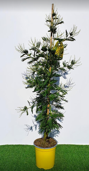<h4>MIMOSA</h4>