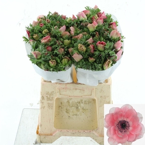 ANEM CO MIS + PINKIE