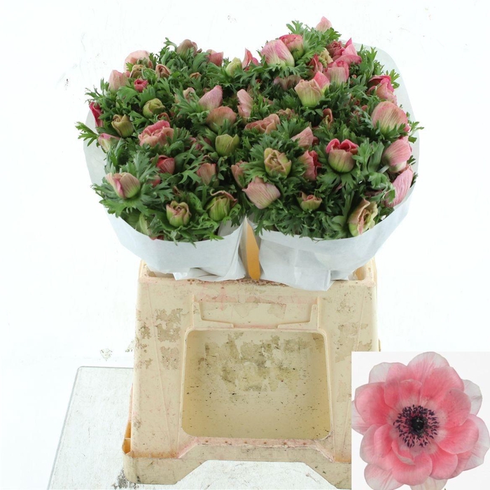 <h4>ANEM CO MIS + PINKIE</h4>