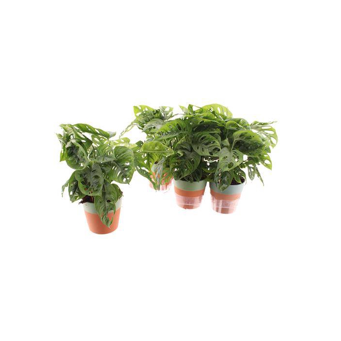 <h4>Monstera Obliqua (Leichtlinii) 12Ø 35cm 2pp</h4>