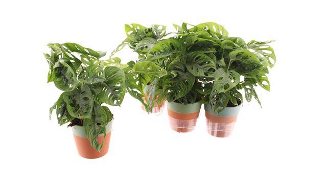 Monstera Obliqua (Leichtlinii) 12Ø 35cm 2pp